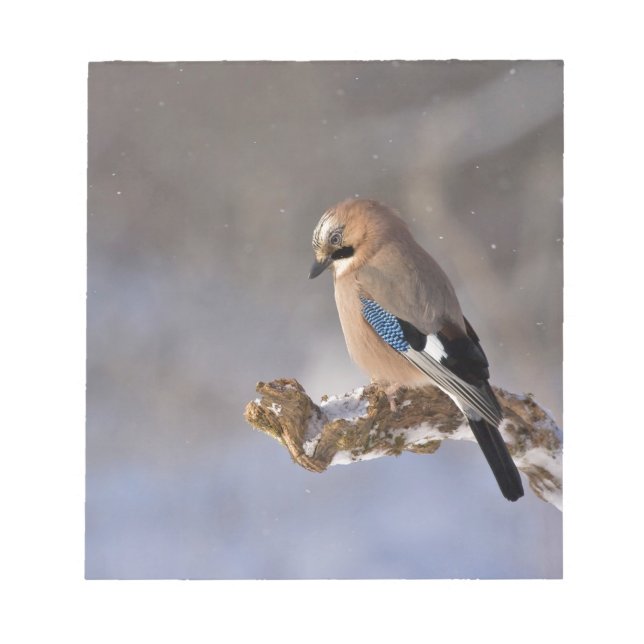 Jay Bird in Winter Anteckningsblock (Framsida)