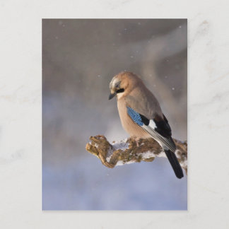 Jay Bird in Winter Vykort