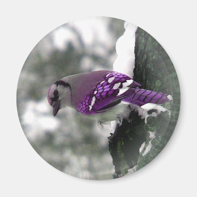 Jay Bird Magnet (Framsidan)
