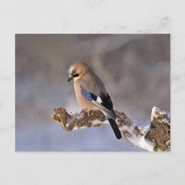 Jay bird sitta på gren vykort (Framsida)