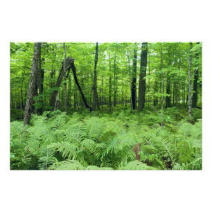 Jay Cooke State Park Ormbunkar och skog Fototryck
