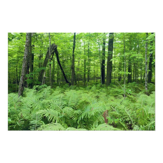 Jay Cooke State Park Ormbunkar och skog Fototryck (Framsidan)