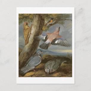 Jay, Grönt Woodpecker, Pigeons and Redstart, 165 Vykort