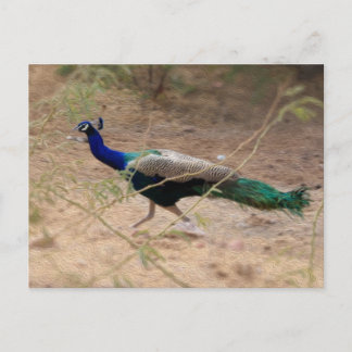 Jaygång Peacock Vykort