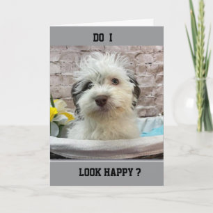 JEALOUS PUPPY ÖNSKEMÅL U "GRATTIS PÅ FÖDELSEDAGEN" KORT