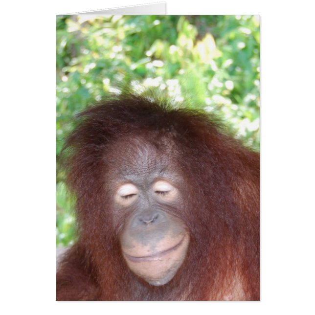 Jealousy: Vacker Red Hair Orangutan Hälsningskort (Framsidan)
