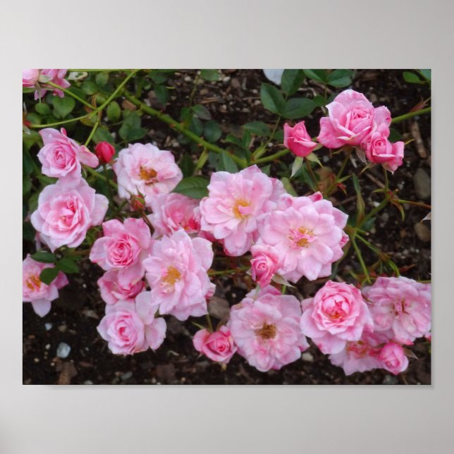 Jeanne LaJoie Ro #1 Poster (Framsidan)