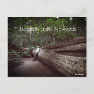 Jedediah Smith Redwood State Park Vykort