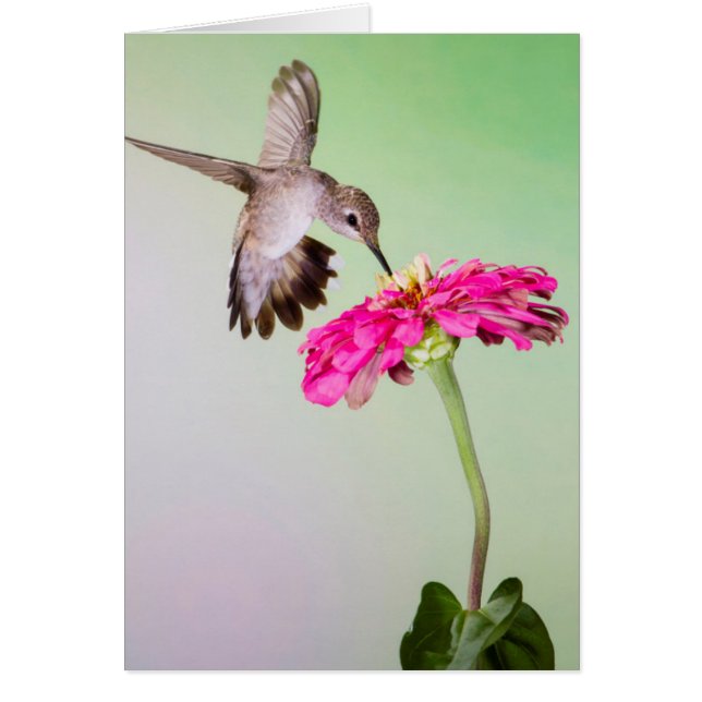 Jeff Davis County, Texas Hälsningskort (Framsidan)