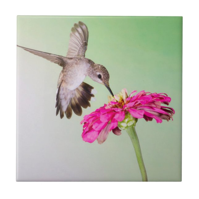 Jeff Davis County, Texas Kakelplatta (Framsidan)