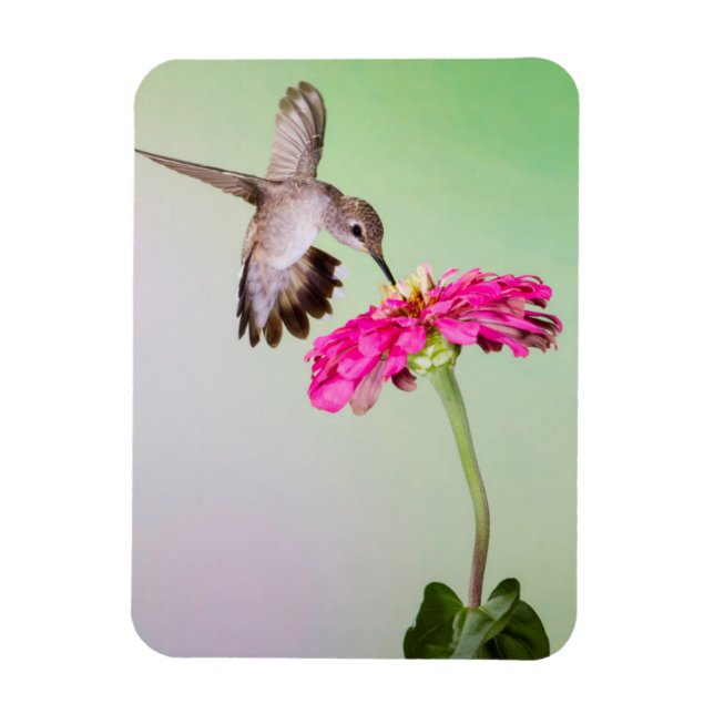 Jeff Davis County, Texas Magnet (Vertikal)