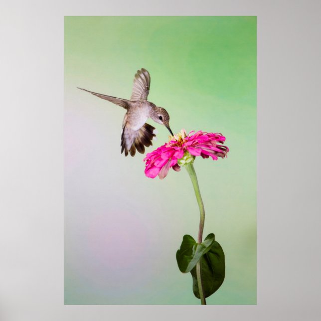 Jeff Davis County, Texas Poster (Framsidan)