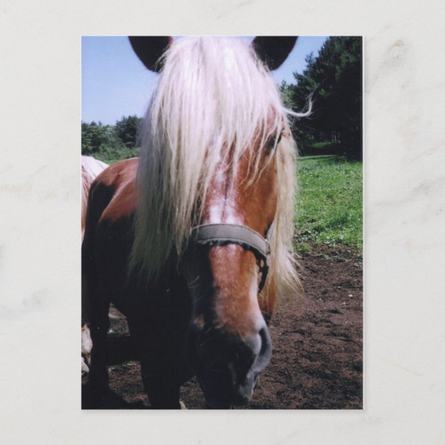 Jeff Vykort (Framsida)