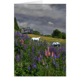 Jefferson Lupine Mindscape Hälsningskort