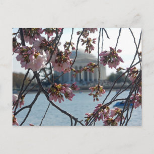 Jefferson Memorial National Cherry Blommar Fest Vykort