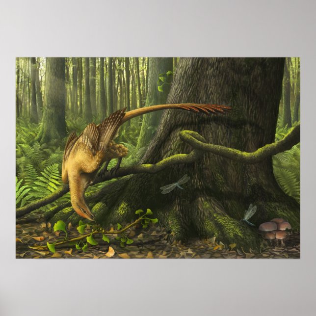 Jeholornis Print Poster (Framsidan)