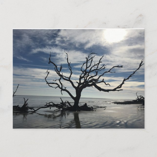 Jekyll Island Georgia Vykort (Framsida)