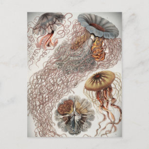 Jellies (maneter) i pastel färg vykort