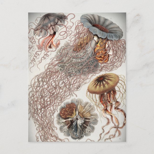 Jellies (maneter) i pastel färg vykort (Framsida)