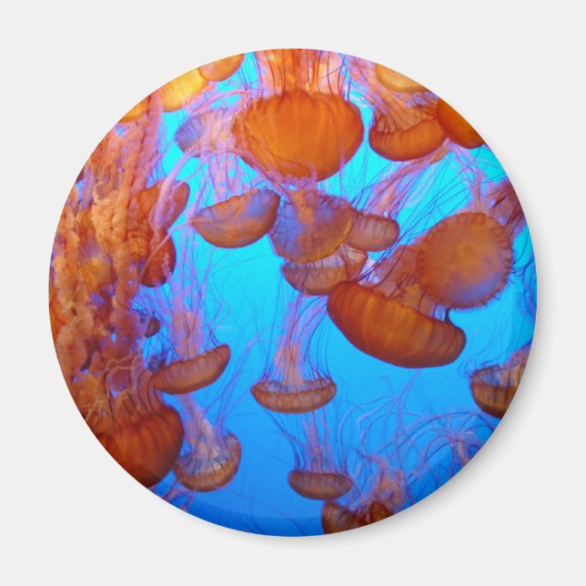 Jellies Pile-Up Magnet (Framsidan)