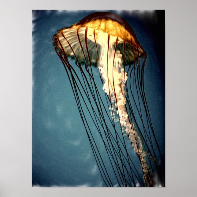 jellly_fly_2643_Paint_crtd Poster (Framsidan)