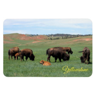 Jellowstone Magnet