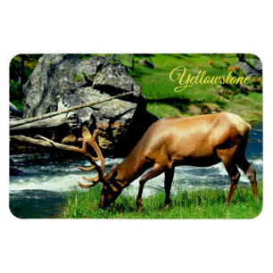 Jellowstone Magnet-Elk Magnet