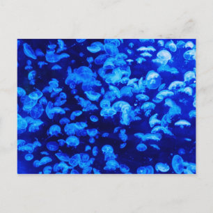 Jelly Blue Fish Vykort