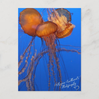 Jelly Fish Postcard Vykort