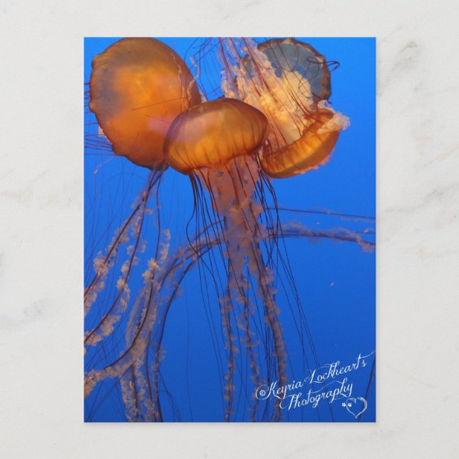 Jelly Fish Postcard Vykort (Framsida)