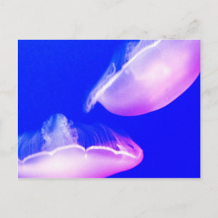 Jelly Fish Postcard Vykort