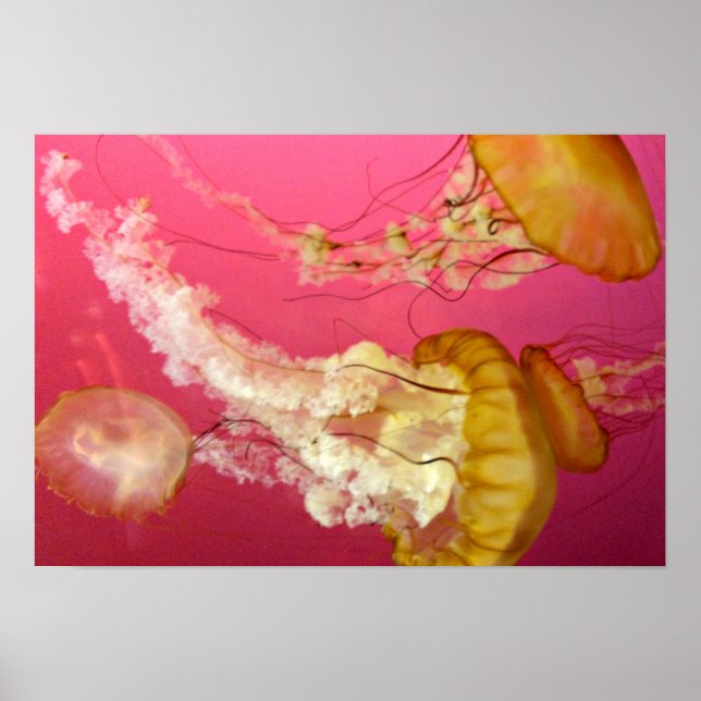 Jelly Fish Poster (Framsidan)