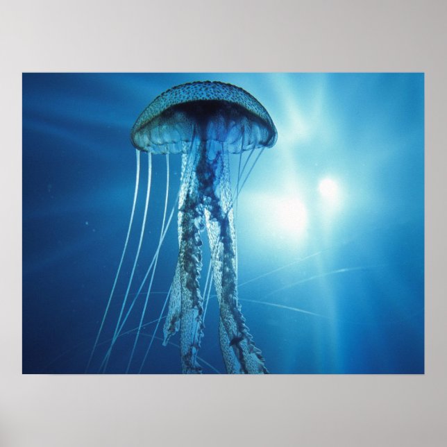 Jelly Fish Poster (Framsidan)