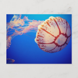 Jelly Fish-postkort Vykort
