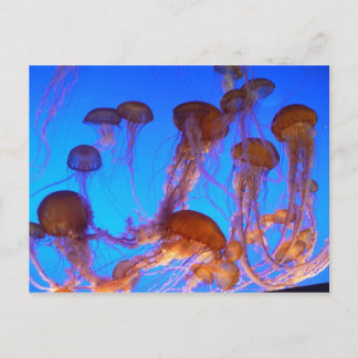 Jelly Fish Vykort