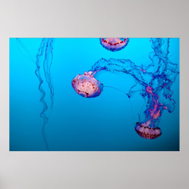 JELLY FISHES UNDERVATTEN POSTER (Framsidan)