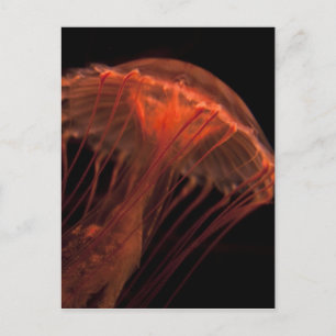 Jelly Light Vykort