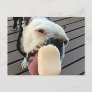 Jellybean Bostonterriern Vykort