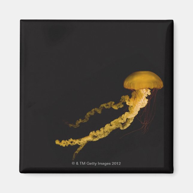 Jellyfish 2 magnet (Framsidan)