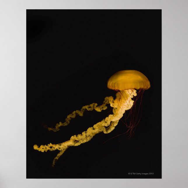 Jellyfish 2 poster (Framsidan)