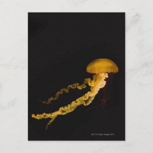 Jellyfish 2 vykort