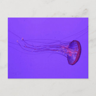 Jellyfish 3_|Speciell fisk Helg Vykort