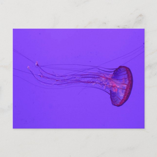 Jellyfish 3_|Speciell fisk Helg Vykort (Framsida)