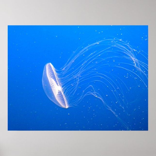 jellyfish-474059 jellyfish tentacles poisonous und poster (Framsidan)