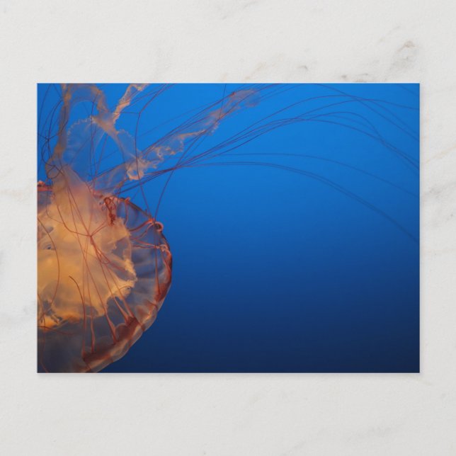 Jellyfish #5 vykort (Framsida)