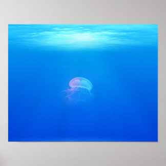 Jellyfish-698521 SEA CREATURE ANIMALS BLUE OCEAN Poster
