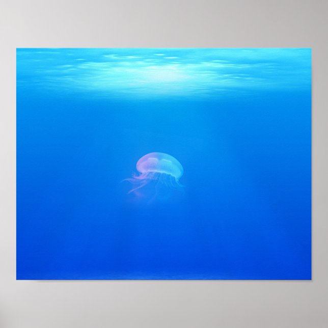 Jellyfish-698521 SEA CREATURE ANIMALS BLUE OCEAN Poster (Framsidan)