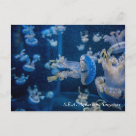 Jellyfish at S.E.A. Aquarium Singapore Vykort