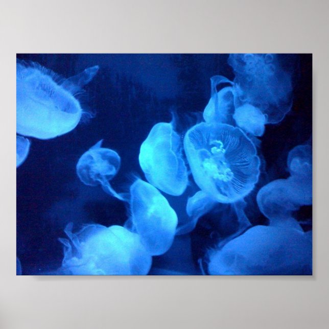 Jellyfish Bath Skriv ut Poster (Framsidan)