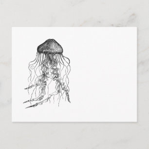 Jellyfish Black and White Pencil Teckning Sketch Vykort